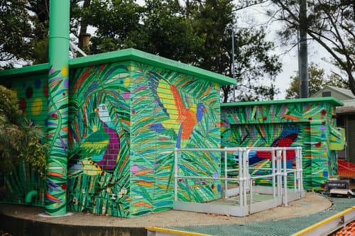 Birds of Paradise